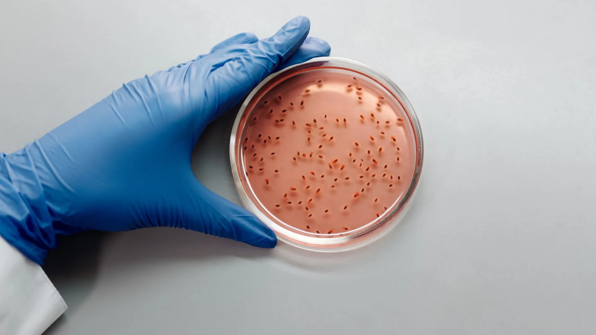 A petri dish examined in a laboratory.